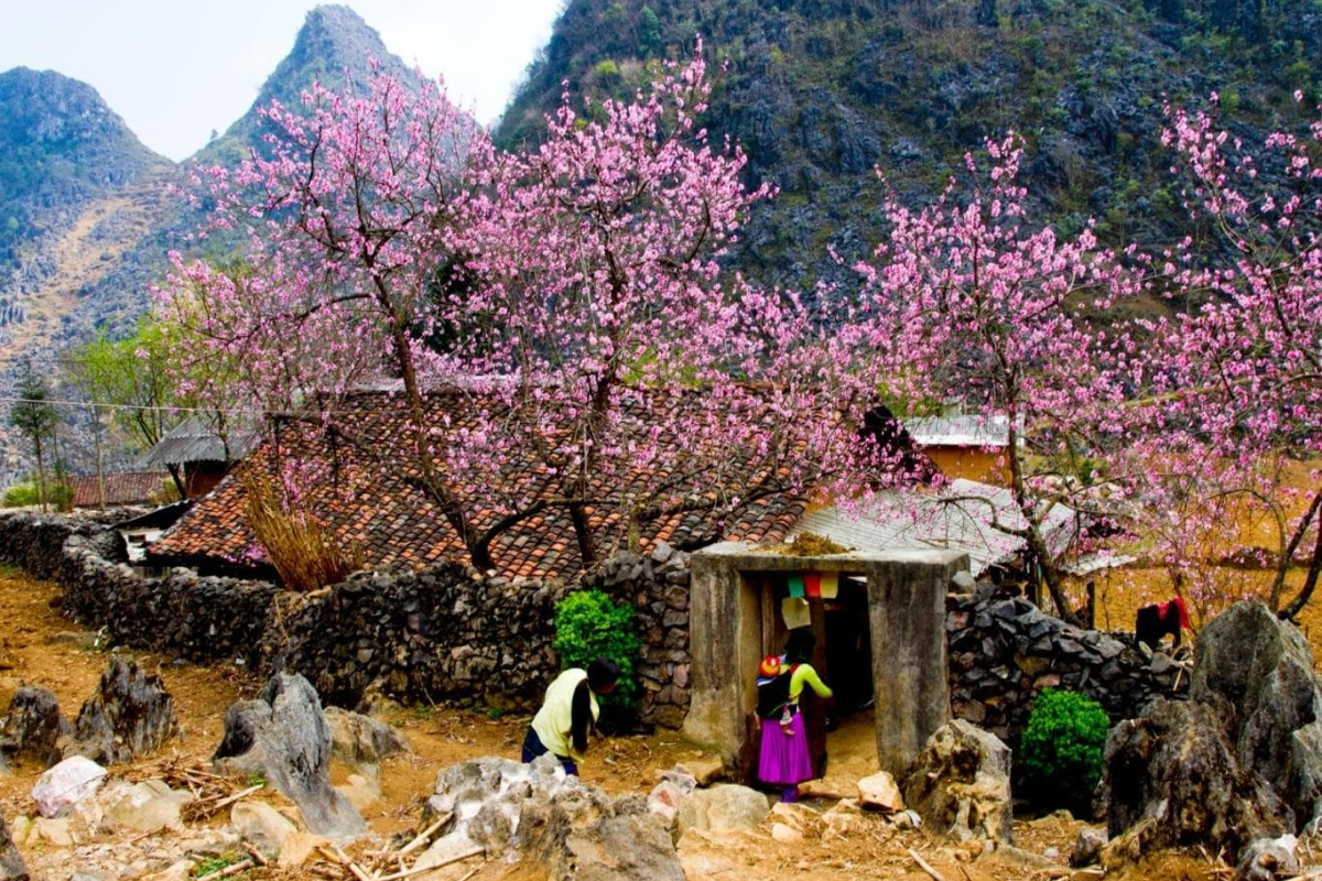 Lush rice fields and traditional stilt houses in a Vietnamese village